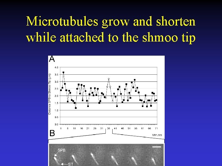 Microtubules grow and shorten while attached to the shmoo tip 