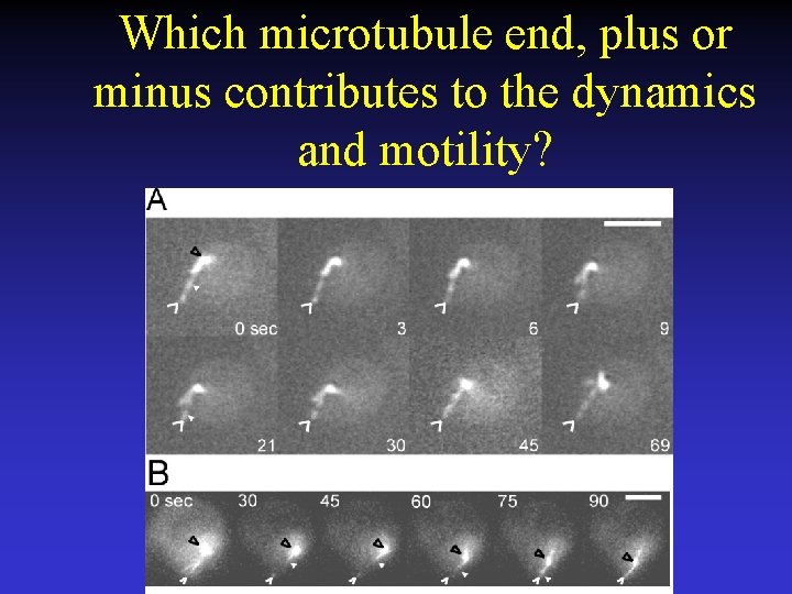 Which microtubule end, plus or minus contributes to the dynamics and motility? 
