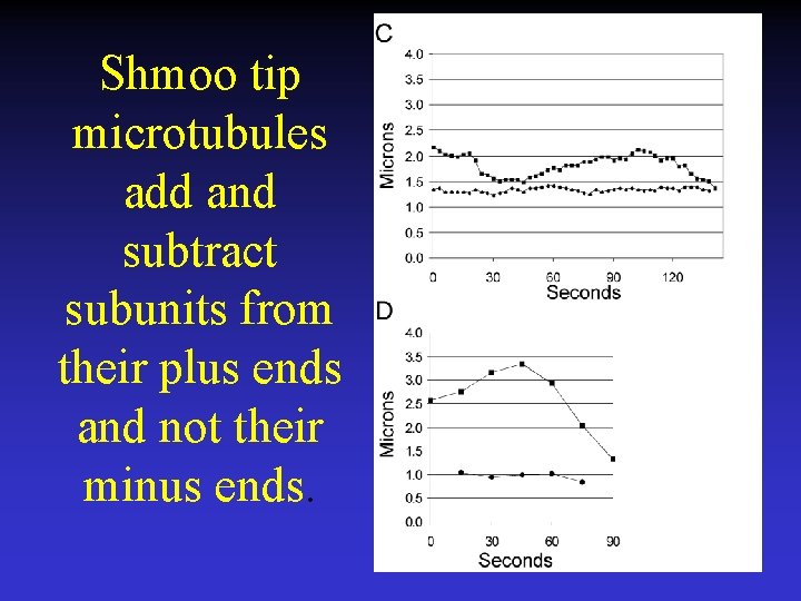 Shmoo tip microtubules add and subtract subunits from their plus ends and not their