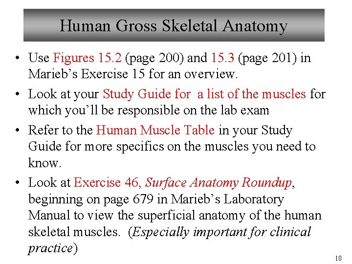 Human Gross Skeletal Anatomy • Use Figures 15. 2 (page 200) and 15. 3