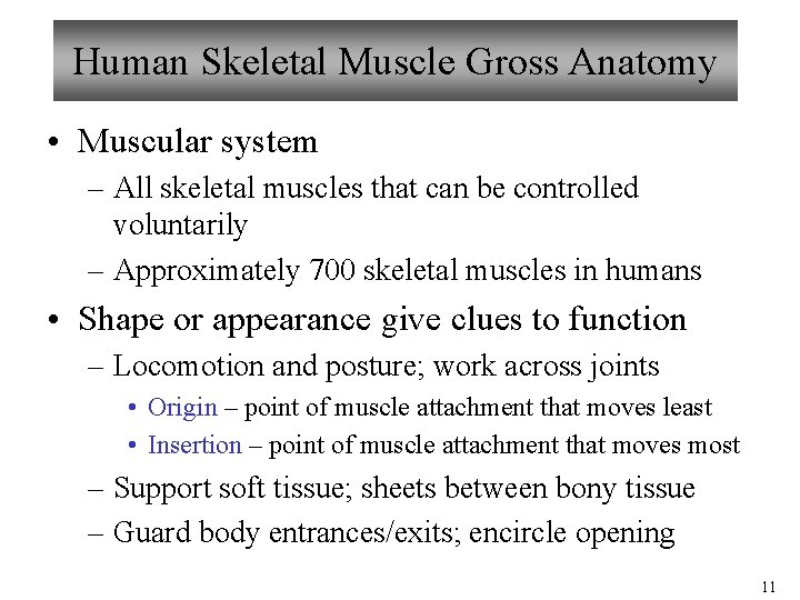 Human Skeletal Muscle Gross Anatomy • Muscular system – All skeletal muscles that can