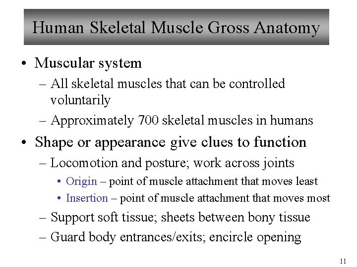 Human Skeletal Muscle Gross Anatomy • Muscular system – All skeletal muscles that can Human Skeletal Muscle Gross Anatomy • Muscular system – All skeletal muscles that can