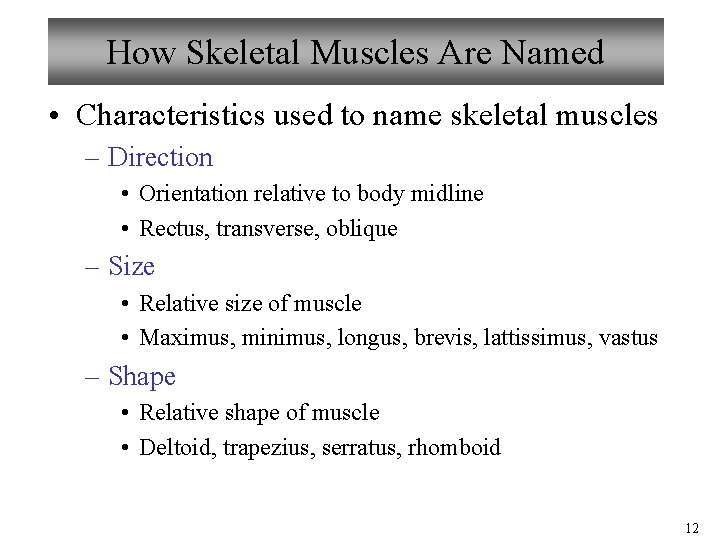 How Skeletal Muscles Are Named • Characteristics used to name skeletal muscles – Direction