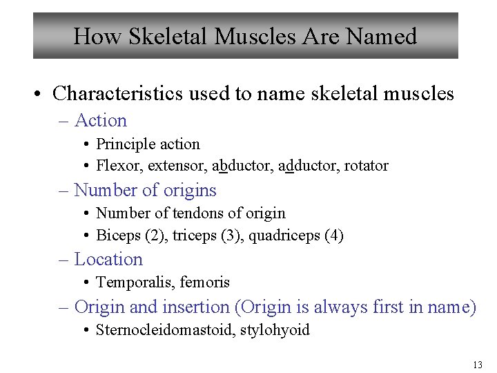 How Skeletal Muscles Are Named • Characteristics used to name skeletal muscles – Action