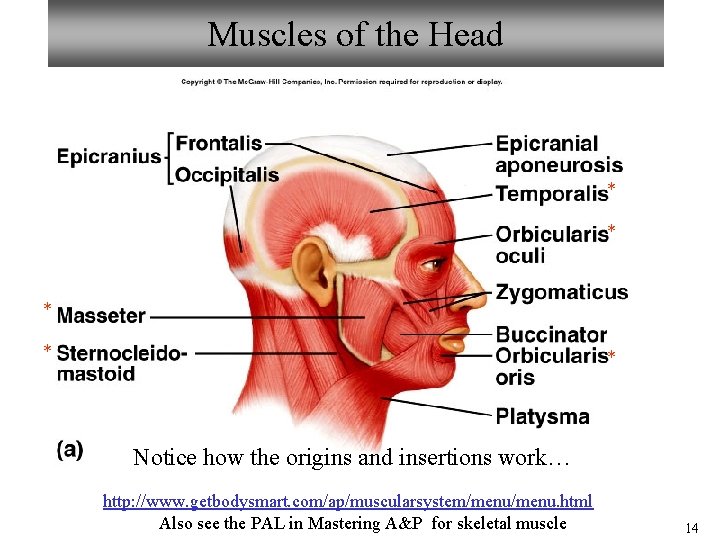 Muscles of the Head * * * Notice how the origins and insertions work… Muscles of the Head * * * Notice how the origins and insertions work…