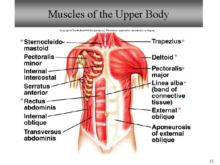 Muscles of the Upper Body * * * * 15 Muscles of the Upper Body * * * * 15