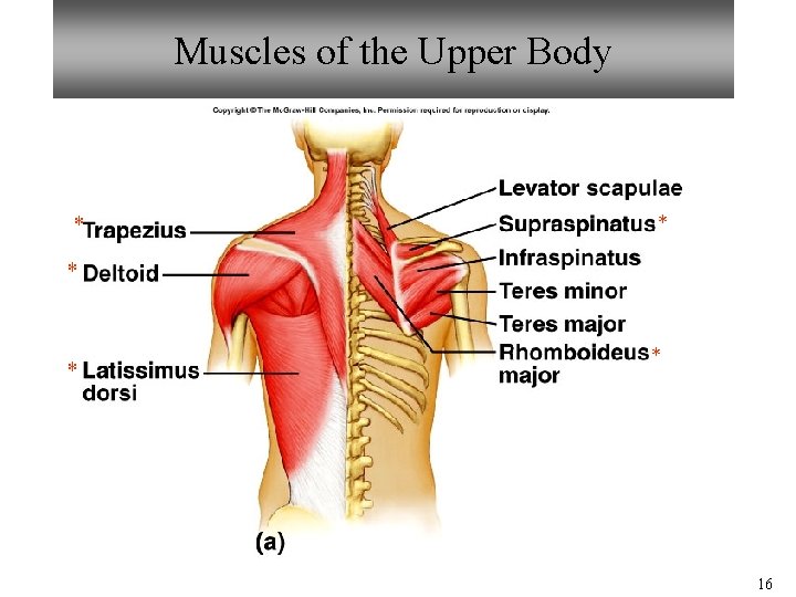 Muscles of the Upper Body * * * 16 