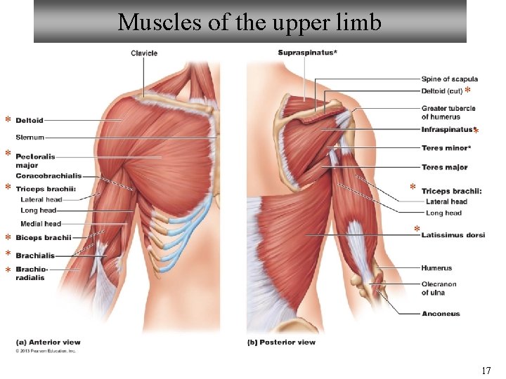 Muscles of the upper limb * * * * * 17 