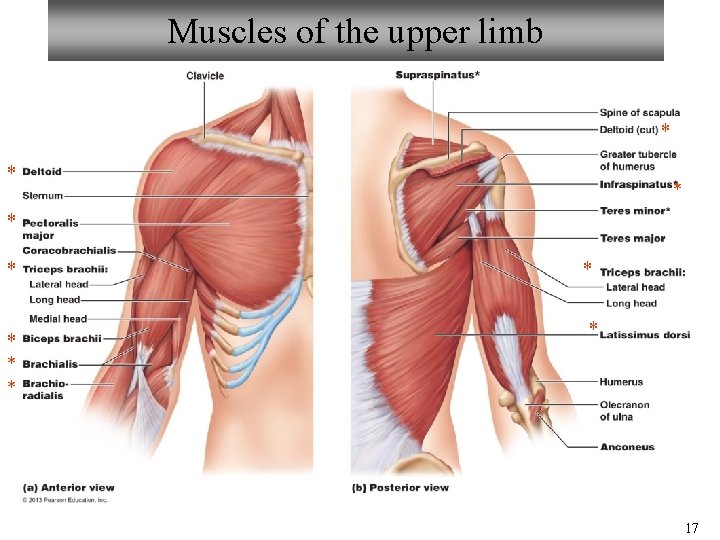 Muscles of the upper limb * * * * * 17 Muscles of the upper limb * * * * * 17