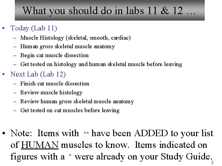 What you should do in labs 11 & 12 … • Today (Lab 11)