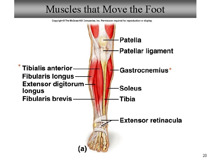 Muscles that Move the Foot * * 20 