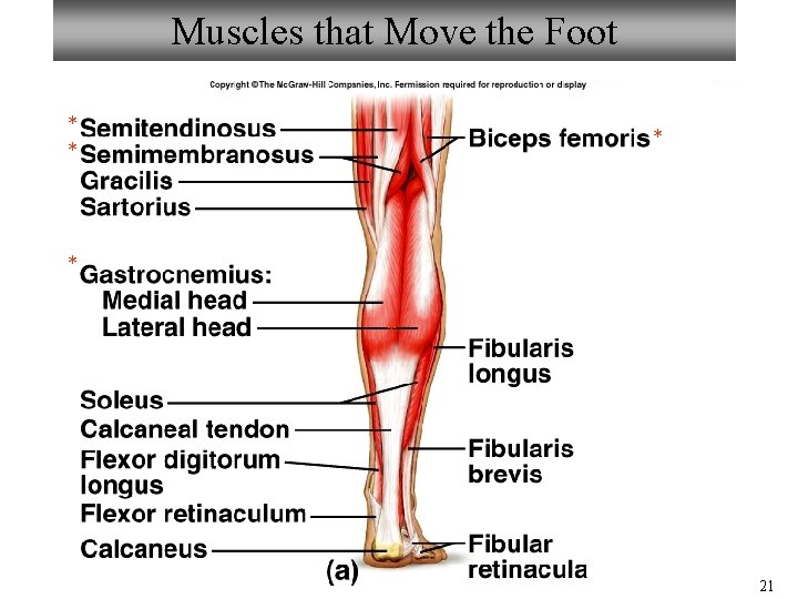 Muscles that Move the Foot * * * 21 Muscles that Move the Foot * * * 21
