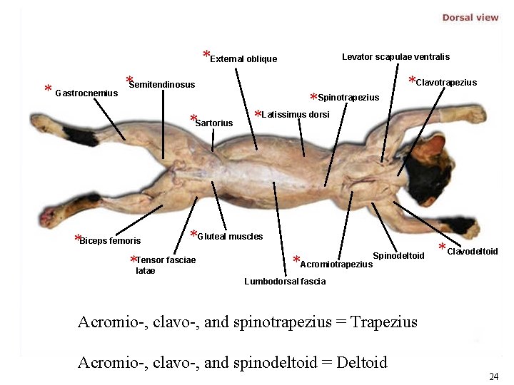 *External oblique * Gastrocnemius *Semitendinosus *Sartorius Levator scapulae ventralis *Spinotrapezius *Clavotrapezius *Latissimus dorsi *Gluteal *External oblique * Gastrocnemius *Semitendinosus *Sartorius Levator scapulae ventralis *Spinotrapezius *Clavotrapezius *Latissimus dorsi *Gluteal