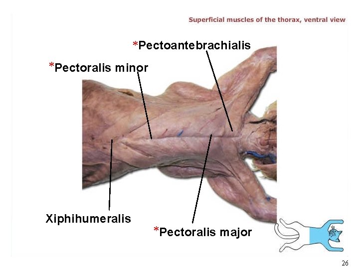 *Pectoantebrachialis *Pectoralis minor Xiphihumeralis *Pectoralis major 26 