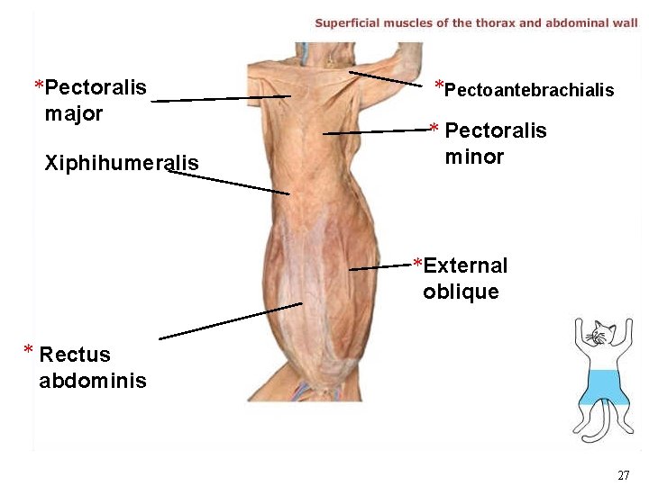 *Pectoralis major Xiphihumeralis *Pectoantebrachialis * Pectoralis minor *External oblique * Rectus abdominis 27 *Pectoralis major Xiphihumeralis *Pectoantebrachialis * Pectoralis minor *External oblique * Rectus abdominis 27