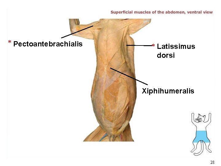 * Pectoantebrachialis * Latissimus dorsi Xiphihumeralis 28 