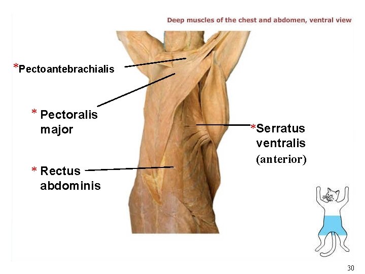 *Pectoantebrachialis * Pectoralis major * Rectus abdominis *Serratus ventralis (anterior) 30 