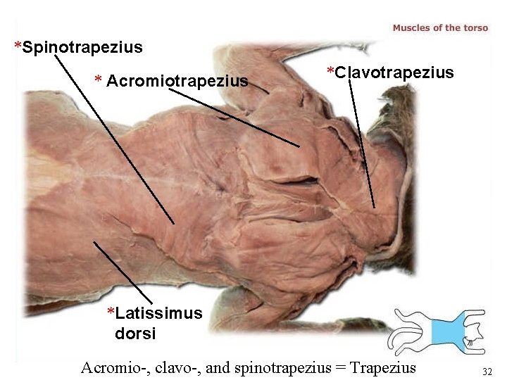 *Spinotrapezius * Acromiotrapezius *Clavotrapezius *Latissimus dorsi Acromio-, clavo-, and spinotrapezius = Trapezius 32 