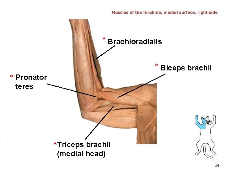 * Brachioradialis * Biceps brachii * Pronator teres * Triceps brachii (medial head) 34