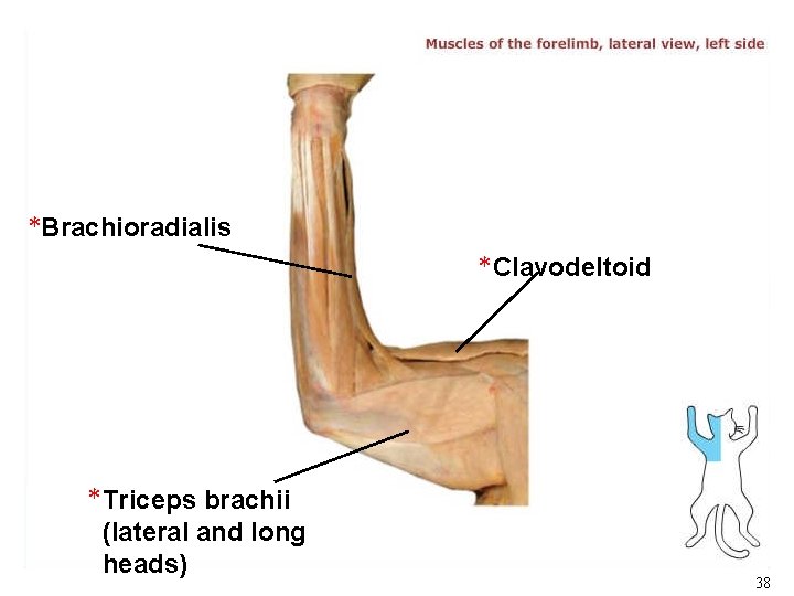 *Brachioradialis * Clavodeltoid * Triceps brachii (lateral and long heads) 38 *Brachioradialis * Clavodeltoid * Triceps brachii (lateral and long heads) 38