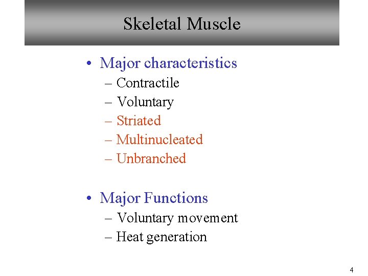 Skeletal Muscle • Major characteristics – Contractile – Voluntary – Striated – Multinucleated – Skeletal Muscle • Major characteristics – Contractile – Voluntary – Striated – Multinucleated –