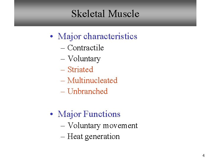 Skeletal Muscle • Major characteristics – Contractile – Voluntary – Striated – Multinucleated –