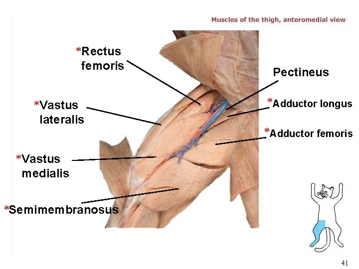 *Rectus femoris *Vastus lateralis Pectineus *Adductor longus *Adductor femoris *Vastus medialis *Semimembranosus 41 *Rectus femoris *Vastus lateralis Pectineus *Adductor longus *Adductor femoris *Vastus medialis *Semimembranosus 41