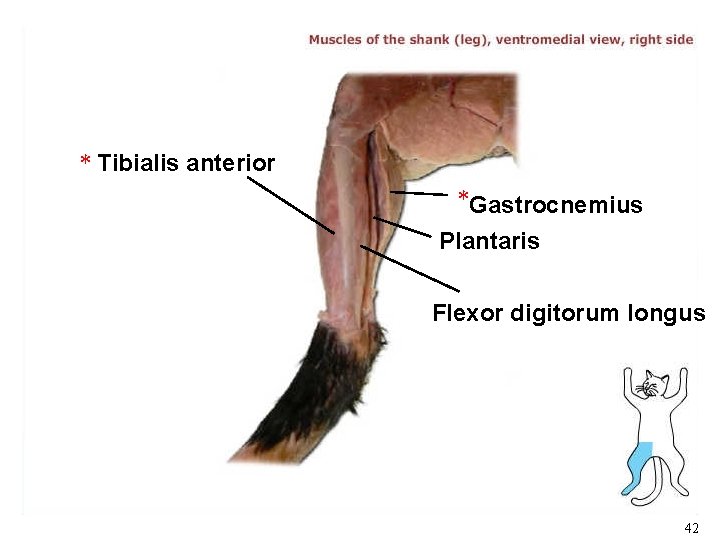 * Tibialis anterior *Gastrocnemius Plantaris Flexor digitorum longus 42 