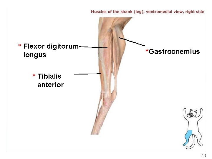 * Flexor digitorum longus *Gastrocnemius * Tibialis anterior 43 * Flexor digitorum longus *Gastrocnemius * Tibialis anterior 43