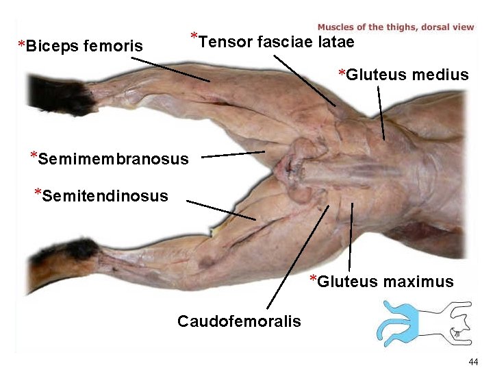 *Tensor fasciae latae *Biceps femoris *Gluteus medius *Semimembranosus *Semitendinosus *Gluteus maximus Caudofemoralis 44 *Tensor fasciae latae *Biceps femoris *Gluteus medius *Semimembranosus *Semitendinosus *Gluteus maximus Caudofemoralis 44
