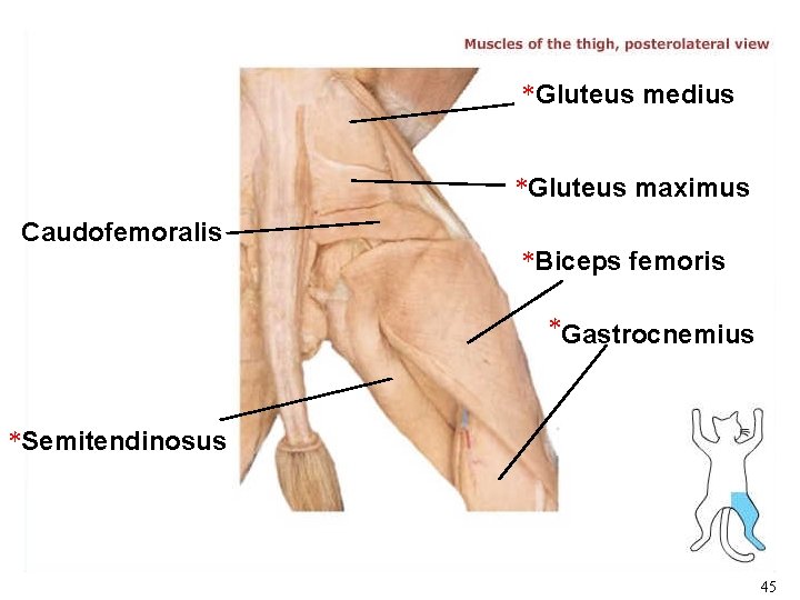 * Gluteus medius *Gluteus maximus Caudofemoralis *Biceps femoris *Gastrocnemius *Semitendinosus 45 