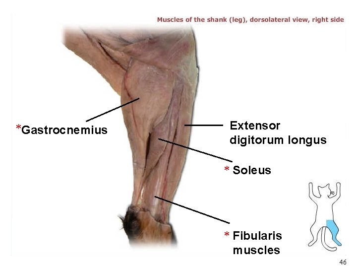 *Gastrocnemius Extensor digitorum longus * Soleus * Fibularis muscles 46 