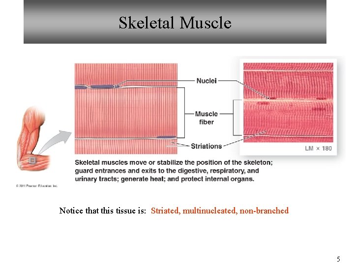 Skeletal Muscle Notice that this tissue is: Striated, multinucleated, non-branched 5 Skeletal Muscle Notice that this tissue is: Striated, multinucleated, non-branched 5