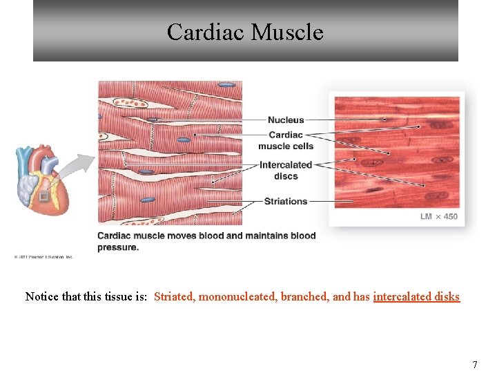 Cardiac Muscle Notice that this tissue is: Striated, mononucleated, branched, and has intercalated disks Cardiac Muscle Notice that this tissue is: Striated, mononucleated, branched, and has intercalated disks