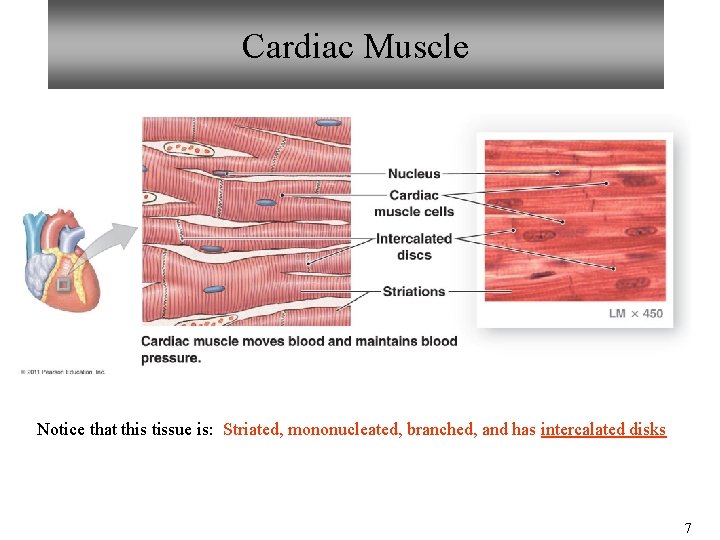 Cardiac Muscle Notice that this tissue is: Striated, mononucleated, branched, and has intercalated disks