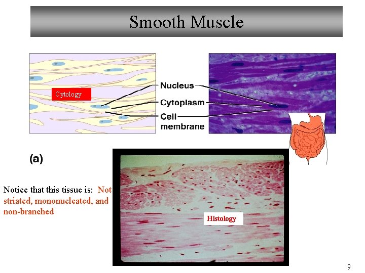 Smooth Muscle Cytology Notice that this tissue is: Not striated, mononucleated, and non-branched Histology Smooth Muscle Cytology Notice that this tissue is: Not striated, mononucleated, and non-branched Histology