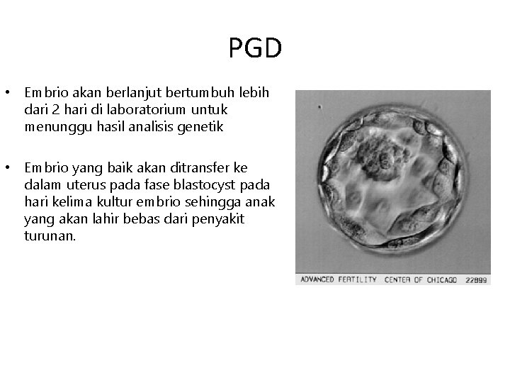 PGD • Embrio akan berlanjut bertumbuh lebih dari 2 hari di laboratorium untuk menunggu