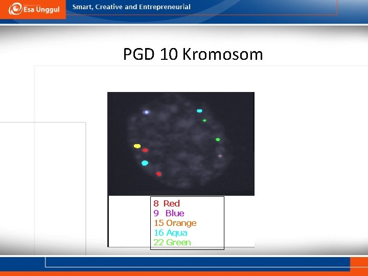 PGD 10 Kromosom 8 Red 9 Blue 15 Orange 16 Aqua 22 Green 