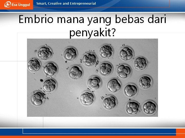 Embrio mana yang bebas dari penyakit? 