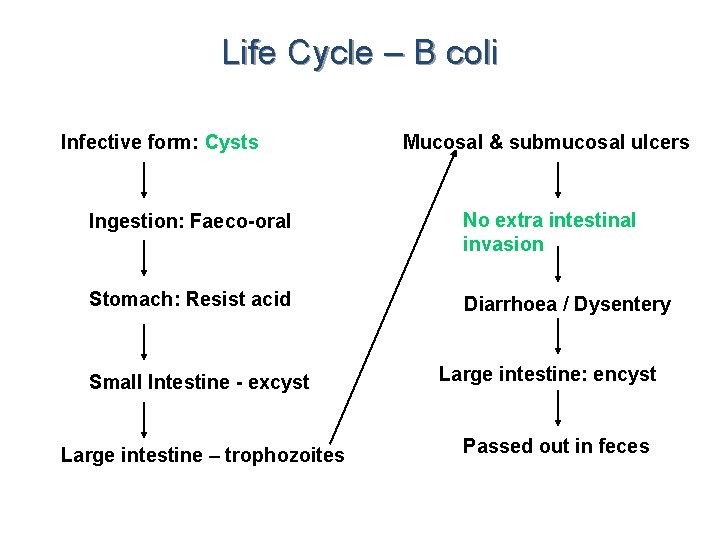 Life Cycle – B coli Infective form: Cysts Mucosal & submucosal ulcers Ingestion: Faeco-oral