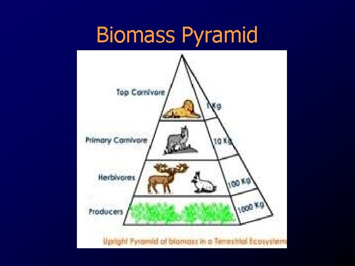 Biomass Pyramid 