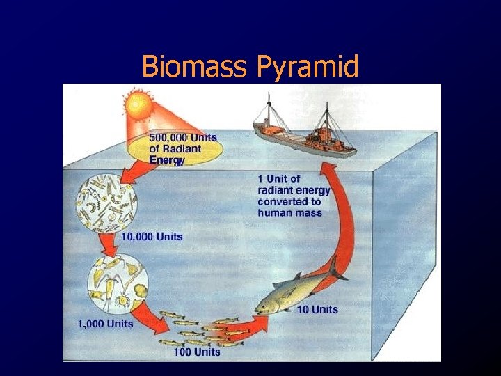 Biomass Pyramid 