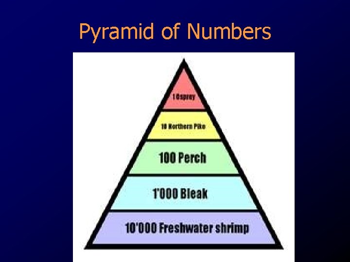 Pyramid of Numbers 