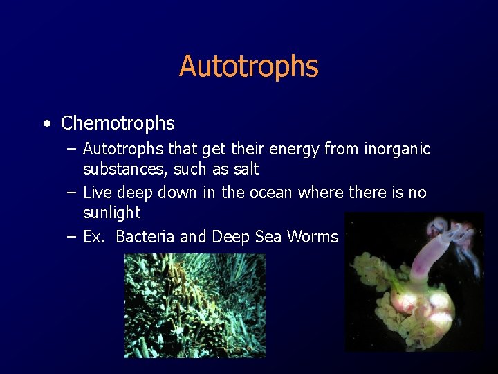 Autotrophs • Chemotrophs – Autotrophs that get their energy from inorganic substances, such as