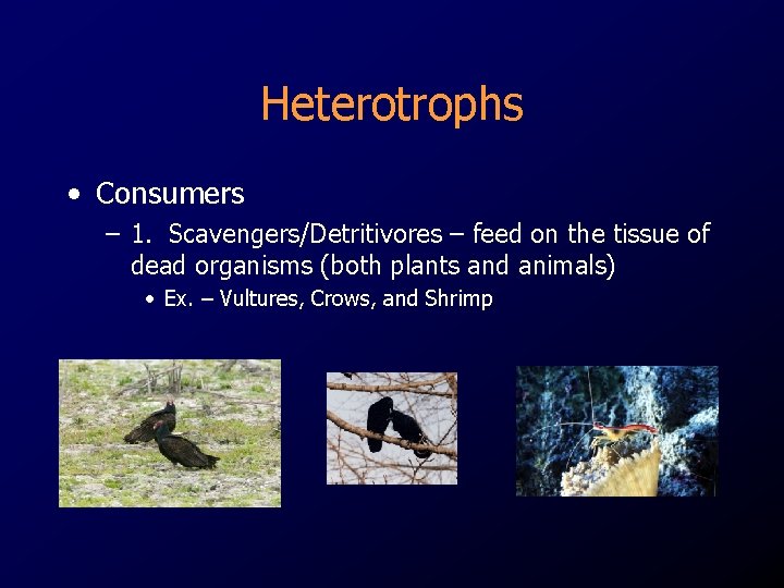 Heterotrophs • Consumers – 1. Scavengers/Detritivores – feed on the tissue of dead organisms