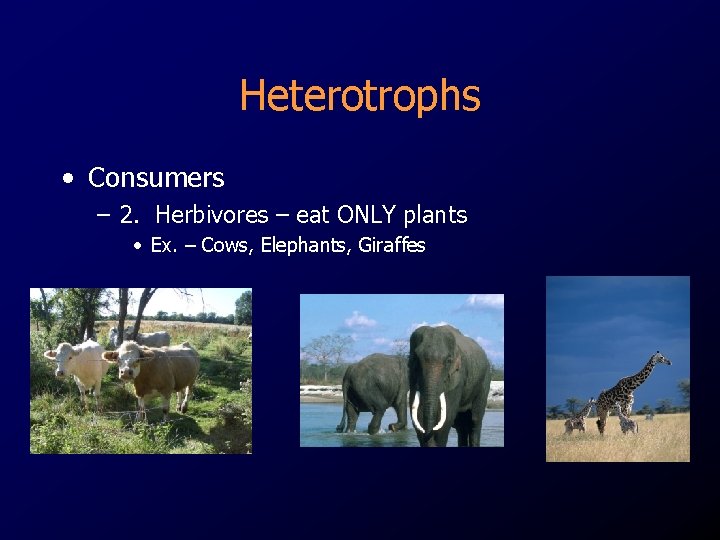 Heterotrophs • Consumers – 2. Herbivores – eat ONLY plants • Ex. – Cows,