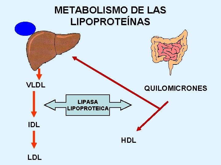 METABOLISMO DE LAS LIPOPROTEÍNAS VLDL QUILOMICRONES L I P AS A L I P