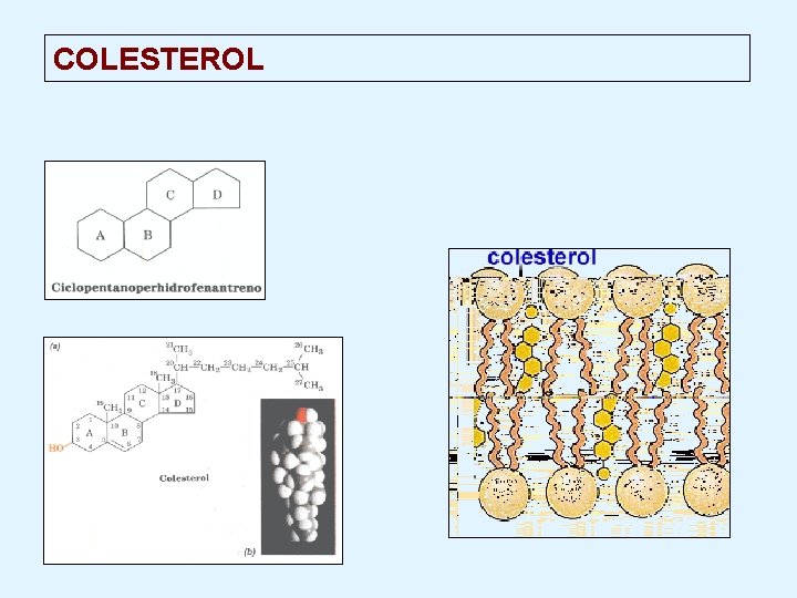 COLESTEROL 