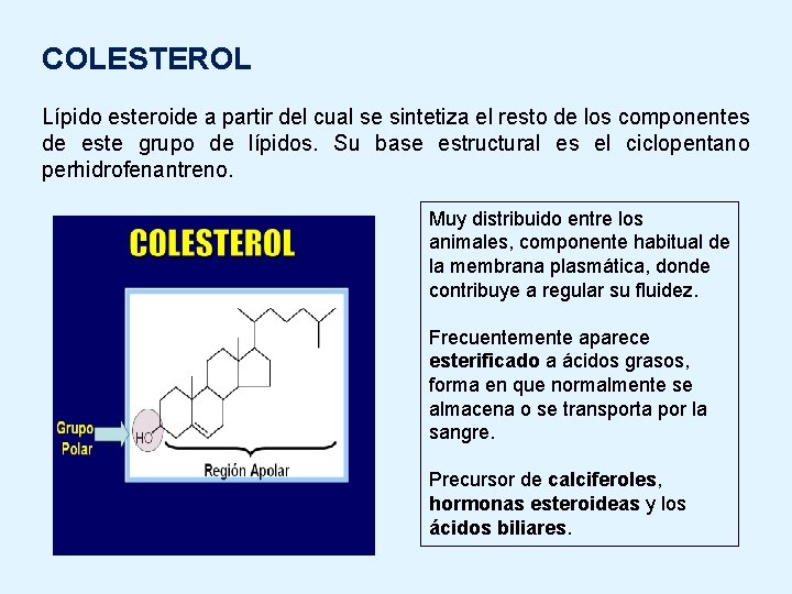 COLESTEROL Lípido esteroide a partir del cual se sintetiza el resto de los componentes