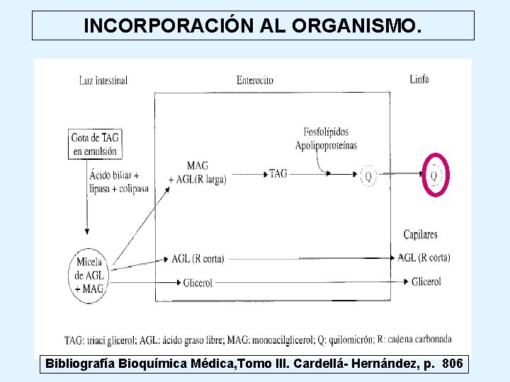 INCORPORACIÓN AL ORGANISMO. Bibliografía Bioquímica Médica, Tomo III. Cardellá- Hernández, p. 806 